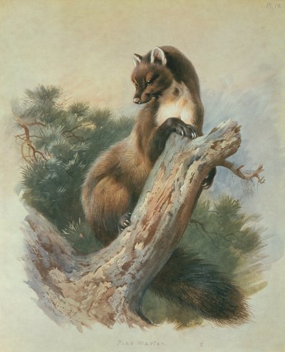 Mård av Archibald Thorburn