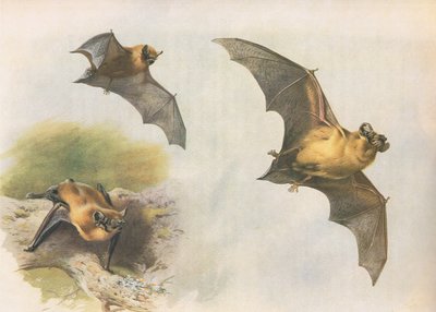 Pipistrelle eller Common Bat, från Thorburns Mammals publicerad av Longmans and Co, ca. 1920 av Archibald Thorburn