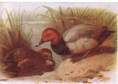 Brunand av Archibald Thorburn