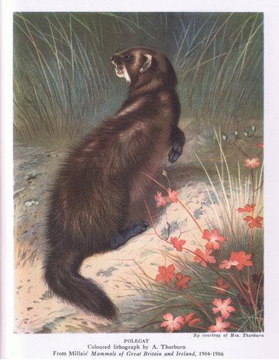 Polecat, Nature in Britain publicerad av Collins av Archibald Thorburn