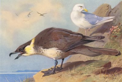 Pomatorhine Skua, Isländsk mås (färglitografi) av Archibald Thorburn