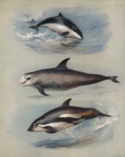 Tumlare, Rissos Grampus, Vitsidig delfin av Archibald Thorburn