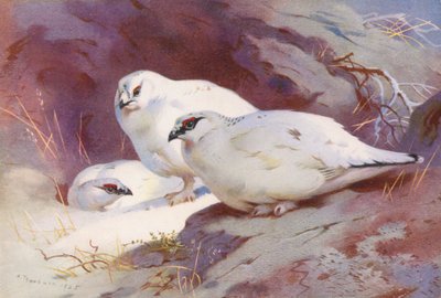Ptarmigan (hane och hona, vinter) (färglitografi) av Archibald Thorburn