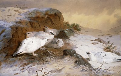 ripa i snön av Archibald Thorburn