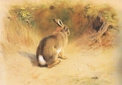 Rabbit, från Thorburns Mammals publicerad av Longmans och Co, ca. 1920 av Archibald Thorburn