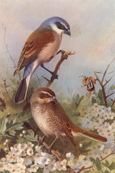 Rödryggad törnskata (hane och hona) (färglitografi) av Archibald Thorburn