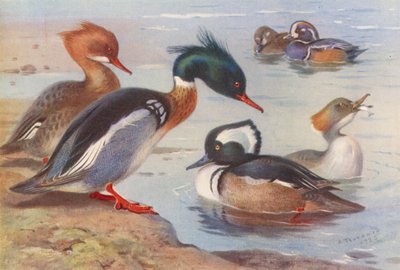 Rödbröstad bergand (hane och hona), harlekinand (hane och hona), svarthuvad bergand (hane och hona) (färglitografi) av Archibald Thorburn
