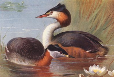 Rödhalsad gråtrut, svarthakedopping (färglitografi) av Archibald Thorburn