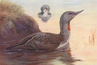 Rödstrupig dykare (färglitografi) av Archibald Thorburn
