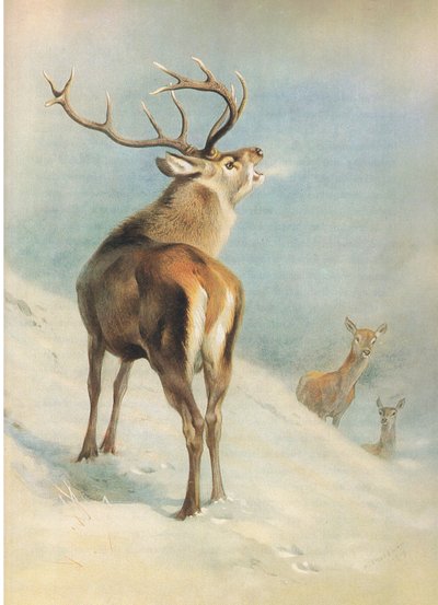 Red Deer, från Thorburn