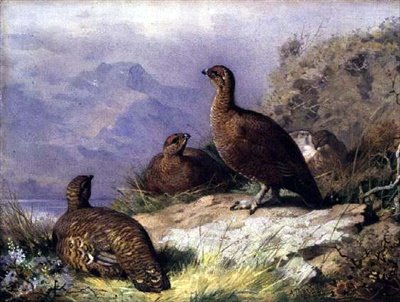 Red Grouse på stranden av en sjö av Archibald Thorburn