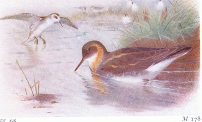 Red Necked Phalarope (sommar och höst), från Birds of the British Isles and Their Eggs publicerad av Frederick Warne & Co Ltd, 1958 av Archibald Thorburn