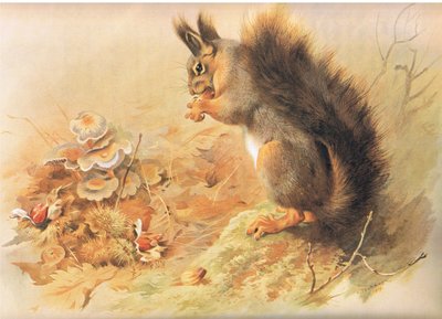 Red Squirrel, från Thorburn