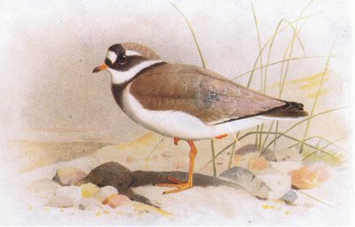Ringed Plover, från Birds of the British Isles and Their Eggs publicerad av Frederick Warne & Co Ltd, 1958 av Archibald Thorburn