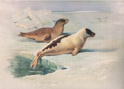Ringsäl och grönlandssäl, från Thorburns Mammals publicerad av Longmans och Co, ca. 1920 av Archibald Thorburn
