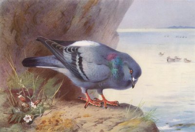 Rock-Dove (färglitografi) av Archibald Thorburn