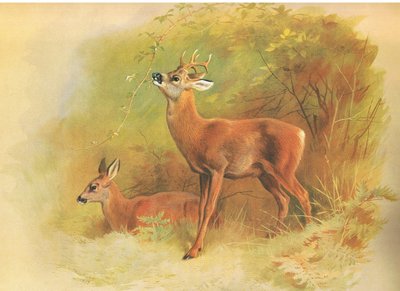 Roe Deer, från thorburns Mammals publicerad av Longmans and Co, ca. 1920 av Archibald Thorburn