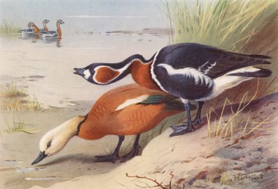 Ruddy Sheld-Duck, Red-Breasted Goose (färglitografi) av Archibald Thorburn