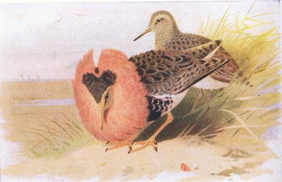 Ruffs and Reeves, från Birds of the British Isles and Their Eggs publicerade av Frederick Warne & Co Ltd, 1958 av Archibald Thorburn