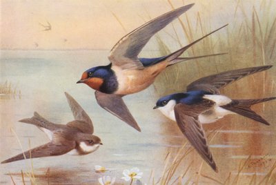 Sand-Martin, Swallow, Martin (färglitografi) av Archibald Thorburn