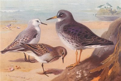 Sanderling (vinter), Temminck