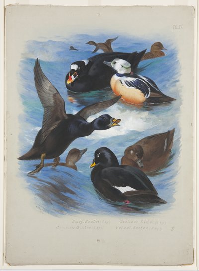 Skotrar och stellar ejder, ca 1915 (akvarell & kroppsfärg över penna på papper) av Archibald Thorburn