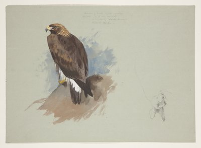 Havsörn och blyertsskiss av kanin, ca 1915 (akvarell & kroppsfärg över penna på papper) av Archibald Thorburn