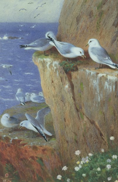 Måsar av Archibald Thorburn