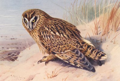 Kortörad uggla (färglitografi) av Archibald Thorburn