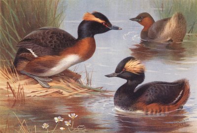 Slavisk doppingar, smådopping, svarthalsad doppingar (färglitografi) av Archibald Thorburn
