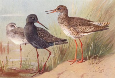 Fläckig rödhake (sommar och höst), rödhake (färglitografi) av Archibald Thorburn