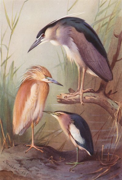 Squacco Heron, Night Heron, Little Bittern (färglitografi) av Archibald Thorburn