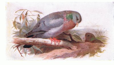 Stock Dove, från Birds of the British Isles and Their Eggs publicerad av Frederick Warne & Co Ltd, 1958 av Archibald Thorburn