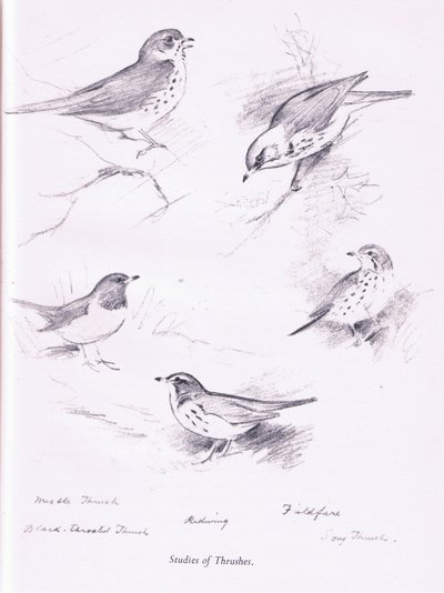 Studie av trastar, 1938 av Archibald Thorburn
