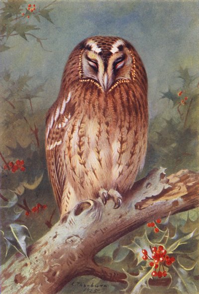 Uggla (färglitografi) av Archibald Thorburn