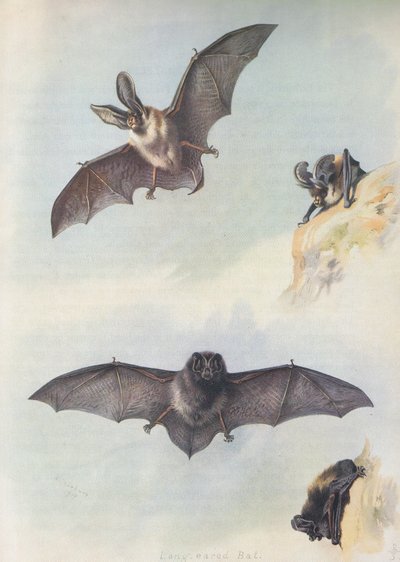 Barbastellet av Archibald Thorburn