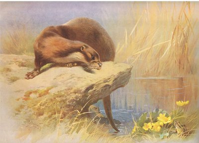 The Otter, från Thorburn