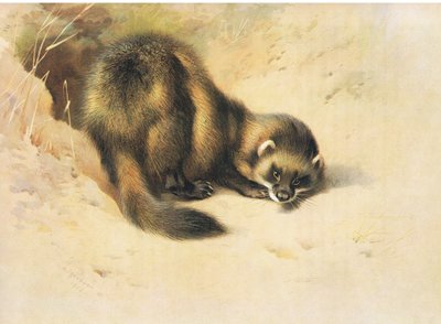 The Polecat, från Thorburn