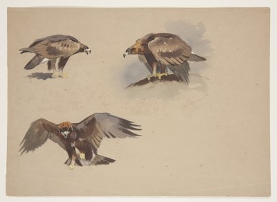Tre små skisser av en kungsörn, ca 1915 (akvarell & kroppsfärg över penna på papper) av Archibald Thorburn
