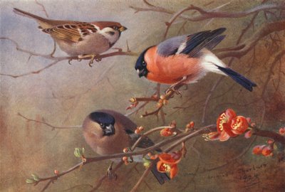 Trädsparv, bofink (hane och hona) (färglitografi) av Archibald Thorburn