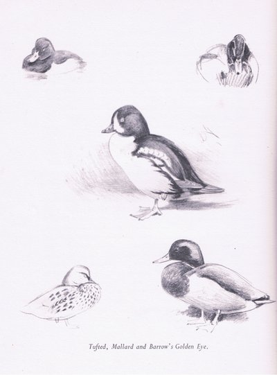 Tufted Ducks, gräsand, Barrows Goldeneye, 1938 av Archibald Thorburn
