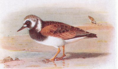 Turnstone, från Birds of the British Isles and Their Eggs publicerad av Frederick Warne & Co Ltd, 1958 av Archibald Thorburn