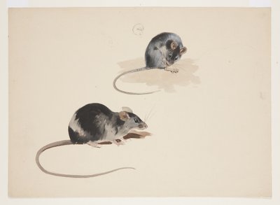 Två studier av svart råtta, ca 1915 (akvarell & kroppsfärg över penna på papper) av Archibald Thorburn