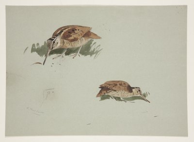 Två vinjetter av snäppa, ca 1915 (akvarell & kroppsfärg över penna på papper) av Archibald Thorburn