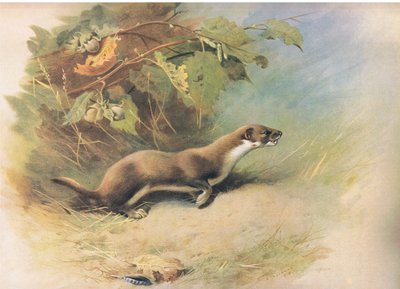 Weasel, från Thorburns Mammals publicerad av Longmans and Co, ca. 1920 av Archibald Thorburn