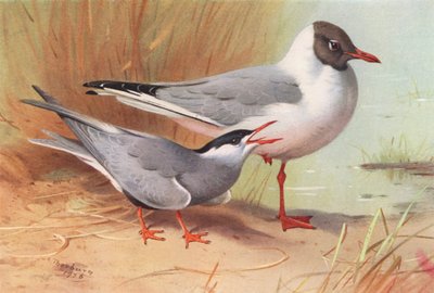 Whiskered Tern, Black-Headed Gull (sommar) (färglitografi) av Archibald Thorburn