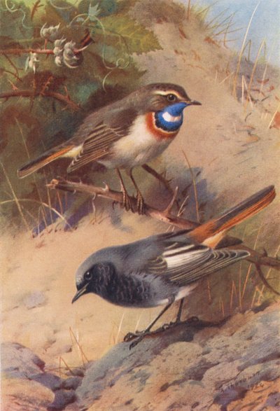 Vitfläckig blåhake, svart rödstjärt (färglitografi) av Archibald Thorburn
