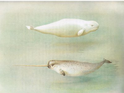 White Whale and Narwhal, från Thorburns Mammals publicerad av Longmans and Co, ca. 1920 av Archibald Thorburn