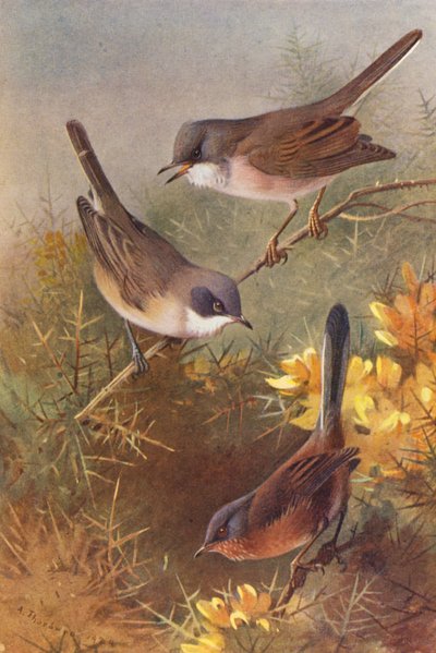 Vitstrupig sångare, mindre vitstrupig sångare, Dartford-sångare (färglitografi) av Archibald Thorburn