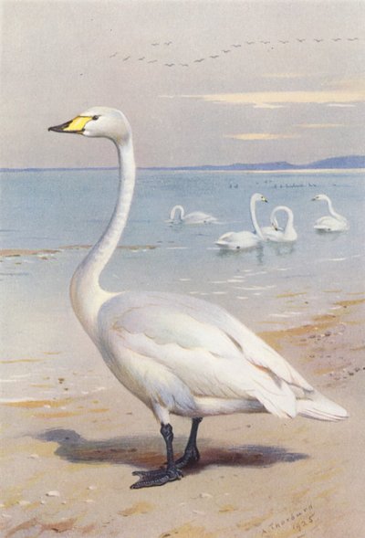 Sångsvan (färglitografi) av Archibald Thorburn